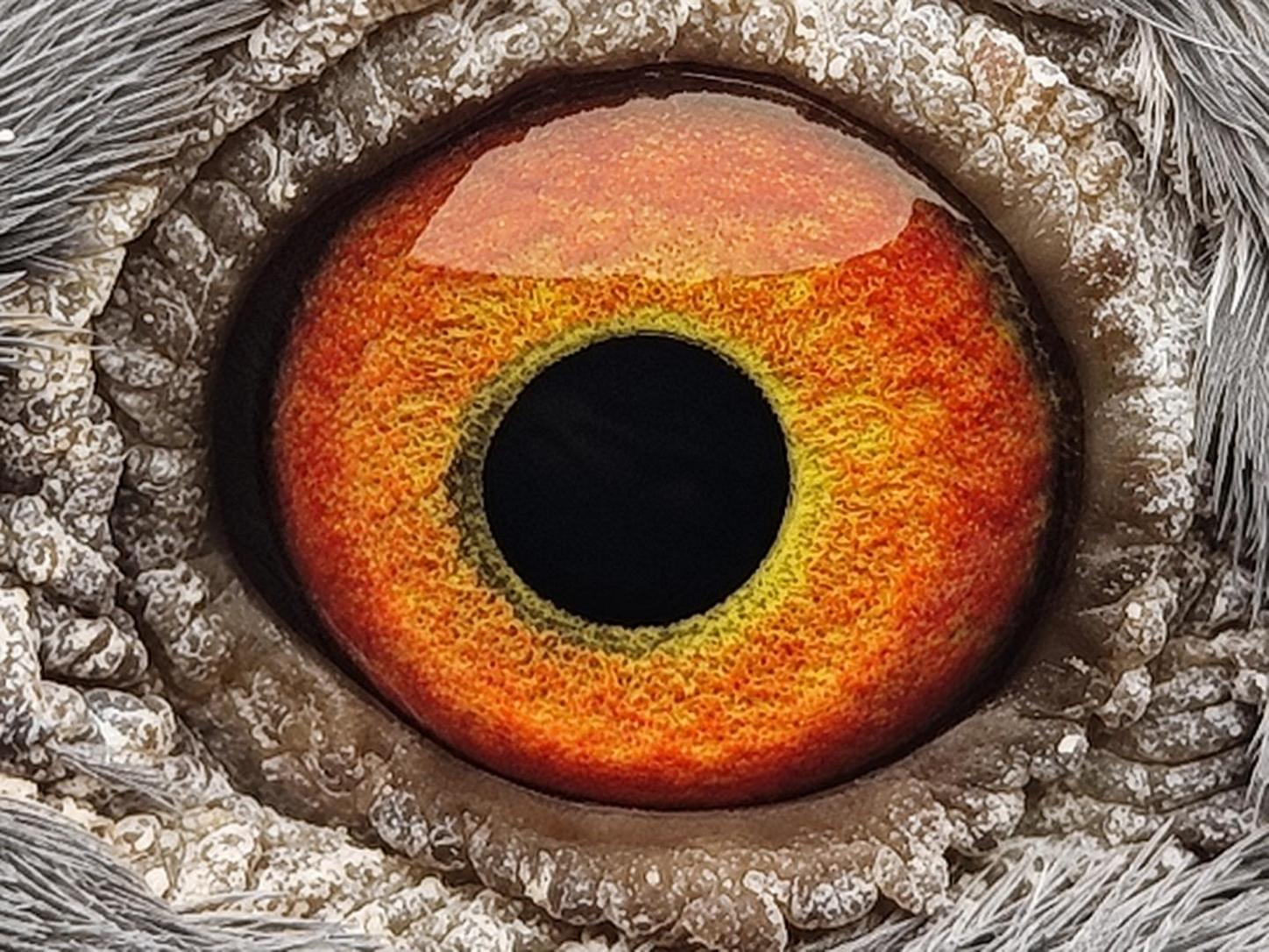 Pigeon eye
